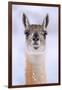 Guanaco dusted in snow, head portrait, Patagonia, Chile-Nick Garbutt-Framed Photographic Print
