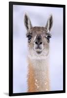 Guanaco dusted in snow, head portrait, Patagonia, Chile-Nick Garbutt-Framed Photographic Print