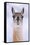 Guanaco dusted in snow, head portrait, Patagonia, Chile-Nick Garbutt-Framed Stretched Canvas