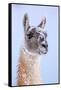 Guanaco dusted in snow, Torres del Paine National Park, Chile-Nick Garbutt-Framed Stretched Canvas