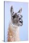 Guanaco dusted in snow, Torres del Paine National Park, Chile-Nick Garbutt-Stretched Canvas