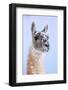 Guanaco dusted in snow, Torres del Paine National Park, Chile-Nick Garbutt-Framed Photographic Print