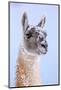 Guanaco dusted in snow, Torres del Paine National Park, Chile-Nick Garbutt-Mounted Photographic Print