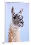 Guanaco dusted in snow, Torres del Paine National Park, Chile-Nick Garbutt-Framed Photographic Print