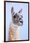 Guanaco dusted in snow, Torres del Paine National Park, Chile-Nick Garbutt-Framed Photographic Print