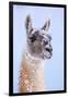 Guanaco dusted in snow, Torres del Paine National Park, Chile-Nick Garbutt-Framed Photographic Print