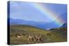 Guanaco Herd Grazing on Grassy Slopes-null-Stretched Canvas