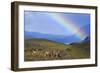 Guanaco Herd Grazing on Grassy Slopes-null-Framed Photographic Print