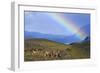 Guanaco Herd Grazing on Grassy Slopes-null-Framed Photographic Print