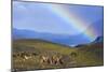 Guanaco Herd Grazing on Grassy Slopes-null-Mounted Photographic Print