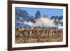 Guanaco herd with the 'Towers' rock formation in background, Chile-Nick Garbutt-Framed Photographic Print