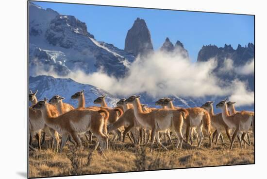 Guanaco herd with the 'Towers' rock formation in background, Chile-Nick Garbutt-Mounted Photographic Print