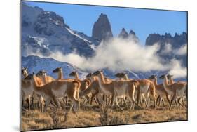 Guanaco herd with the 'Towers' rock formation in background, Chile-Nick Garbutt-Mounted Photographic Print