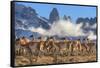 Guanaco herd with the 'Towers' rock formation in background, Chile-Nick Garbutt-Framed Stretched Canvas