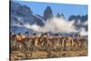 Guanaco herd with the 'Towers' rock formation in background, Chile-Nick Garbutt-Stretched Canvas