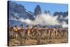 Guanaco herd with the 'Towers' rock formation in background, Chile-Nick Garbutt-Stretched Canvas