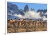 Guanaco herd with the 'Towers' rock formation in background, Chile-Nick Garbutt-Framed Photographic Print