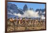 Guanaco herd with the 'Towers' rock formation in background, Chile-Nick Garbutt-Framed Photographic Print