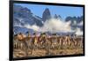 Guanaco herd with the 'Towers' rock formation in background, Chile-Nick Garbutt-Framed Photographic Print