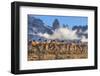 Guanaco herd with the 'Towers' rock formation in background, Chile-Nick Garbutt-Framed Photographic Print