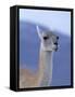 Guanaco in Torres del Paine National Park, Coquimbo, Chile-Andres Morya-Framed Stretched Canvas