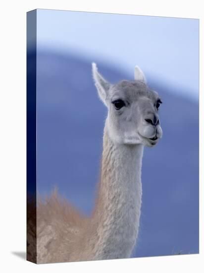 Guanaco in Torres del Paine National Park, Coquimbo, Chile-Andres Morya-Stretched Canvas