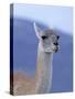 Guanaco in Torres del Paine National Park, Coquimbo, Chile-Andres Morya-Stretched Canvas