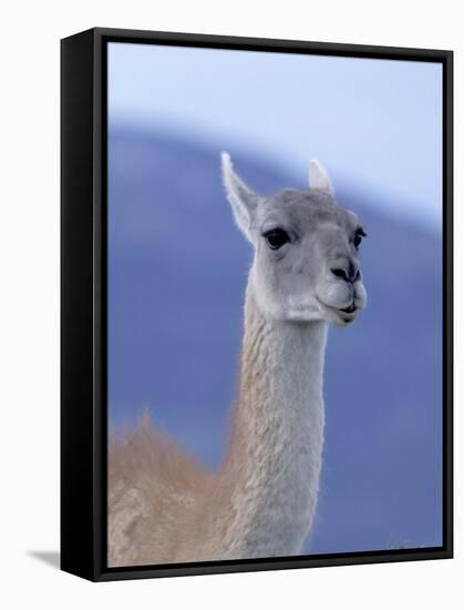 Guanaco in Torres del Paine National Park, Coquimbo, Chile-Andres Morya-Framed Stretched Canvas