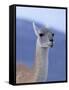 Guanaco in Torres del Paine National Park, Coquimbo, Chile-Andres Morya-Framed Stretched Canvas