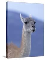 Guanaco in Torres del Paine National Park, Coquimbo, Chile-Andres Morya-Stretched Canvas