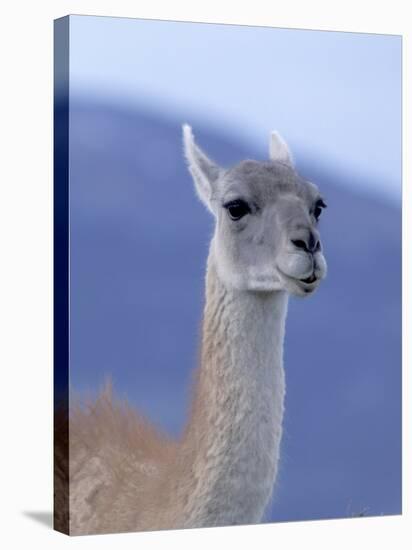 Guanaco in Torres del Paine National Park, Coquimbo, Chile-Andres Morya-Stretched Canvas