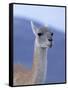 Guanaco in Torres del Paine National Park, Coquimbo, Chile-Andres Morya-Framed Stretched Canvas