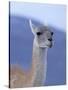 Guanaco in Torres del Paine National Park, Coquimbo, Chile-Andres Morya-Stretched Canvas