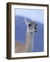 Guanaco in Torres del Paine National Park, Coquimbo, Chile-Andres Morya-Framed Photographic Print