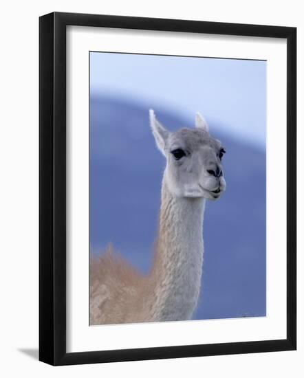 Guanaco in Torres del Paine National Park, Coquimbo, Chile-Andres Morya-Framed Photographic Print