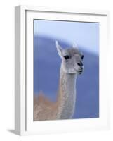 Guanaco in Torres del Paine National Park, Coquimbo, Chile-Andres Morya-Framed Photographic Print