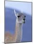 Guanaco in Torres del Paine National Park, Coquimbo, Chile-Andres Morya-Mounted Photographic Print