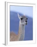 Guanaco in Torres del Paine National Park, Coquimbo, Chile-Andres Morya-Framed Photographic Print