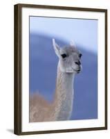 Guanaco in Torres del Paine National Park, Coquimbo, Chile-Andres Morya-Framed Photographic Print