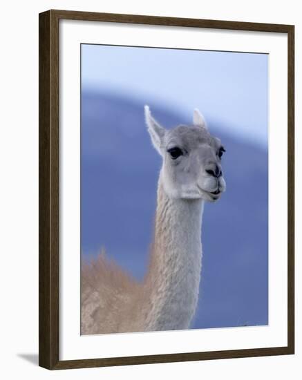 Guanaco in Torres del Paine National Park, Coquimbo, Chile-Andres Morya-Framed Photographic Print