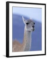 Guanaco in Torres del Paine National Park, Coquimbo, Chile-Andres Morya-Framed Photographic Print