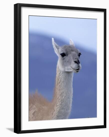 Guanaco in Torres del Paine National Park, Coquimbo, Chile-Andres Morya-Framed Photographic Print