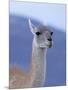 Guanaco in Torres del Paine National Park, Coquimbo, Chile-Andres Morya-Mounted Photographic Print