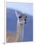 Guanaco in Torres del Paine National Park, Coquimbo, Chile-Andres Morya-Framed Photographic Print