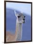 Guanaco in Torres del Paine National Park, Coquimbo, Chile-Andres Morya-Framed Photographic Print