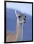 Guanaco in Torres del Paine National Park, Coquimbo, Chile-Andres Morya-Framed Photographic Print