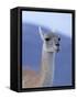 Guanaco in Torres del Paine National Park, Coquimbo, Chile-Andres Morya-Framed Stretched Canvas