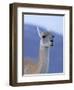 Guanaco in Torres del Paine National Park, Coquimbo, Chile-Andres Morya-Framed Photographic Print