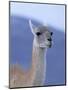 Guanaco in Torres del Paine National Park, Coquimbo, Chile-Andres Morya-Mounted Photographic Print