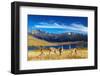 Guanaco in Torres Del Paine National Park, Laguna Azul, Patagonia, Chile-DmitryP-Framed Photographic Print